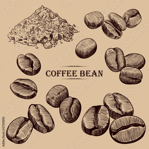 .Coffee beans sketches collection.Varied coffee beans and ground coffee.  Hand-drawn .illustration in vintage style. Isolated design elements.