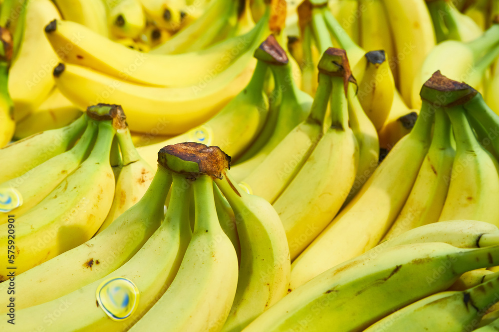 Young bananas close-up