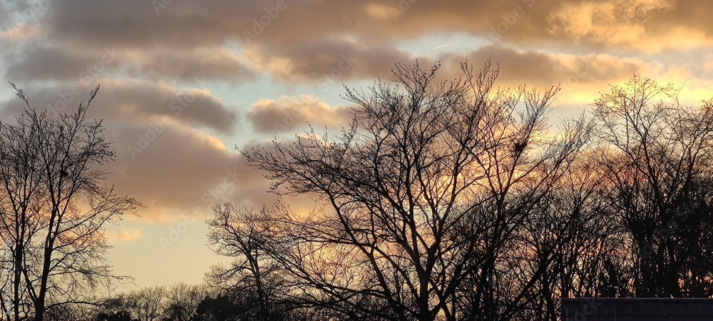 Abendhimmel mit Buchen