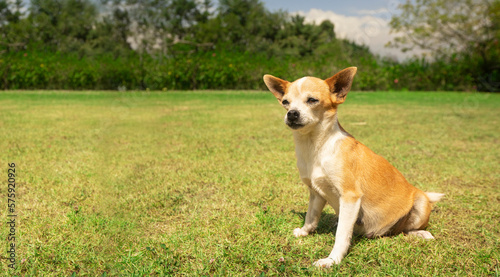 Small light brown and white Pinscher dog sitting in the middle of the park with defocused green trees background during a sunny day