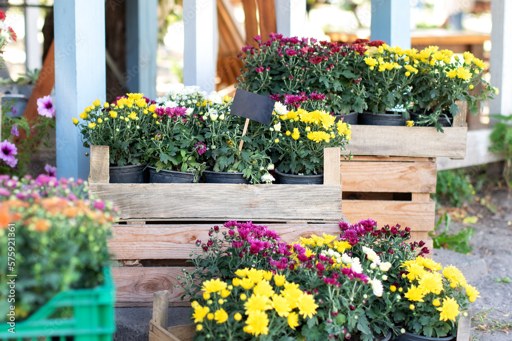Closeup assortment of colorful chrysanthemum flowers in garden store centre. Daisy flowers in planting pots. Summer and autumn nature background outdoor. Purple and yellow chrysanthemum blossom in pot