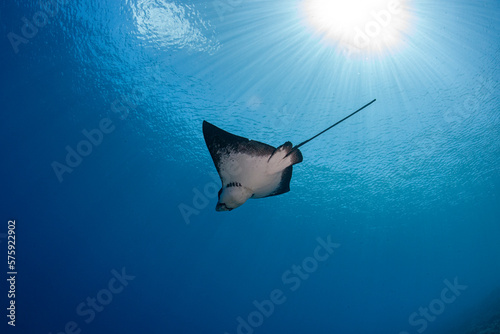 Eagle ray in cristal clear Polynesia waters photo