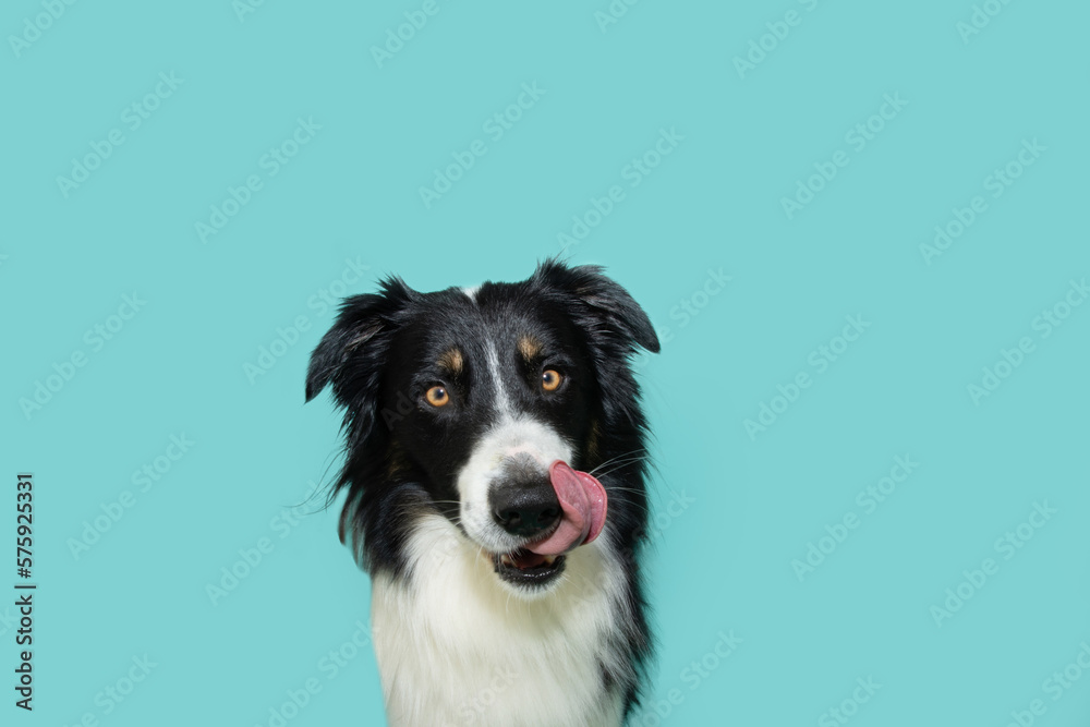 Hungry border collie dog licking its lips with tongue looking at camera. Isolated on blue background