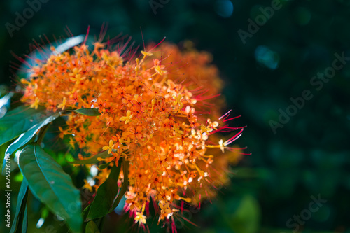 Orange wild flowers