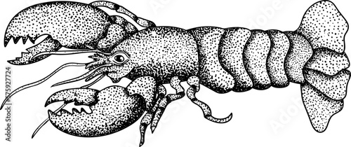 Lobster. Hand drawn underwater creatures. Vector sea life, seafood.