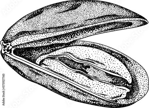 Mussels. Hand drawn underwater creatures. Vector sea life, seafood. 