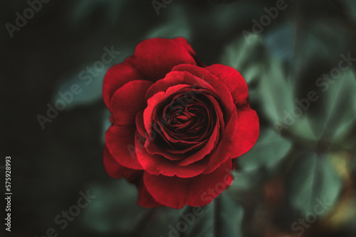 enchanting red rose in green leaves  horizontal closeup