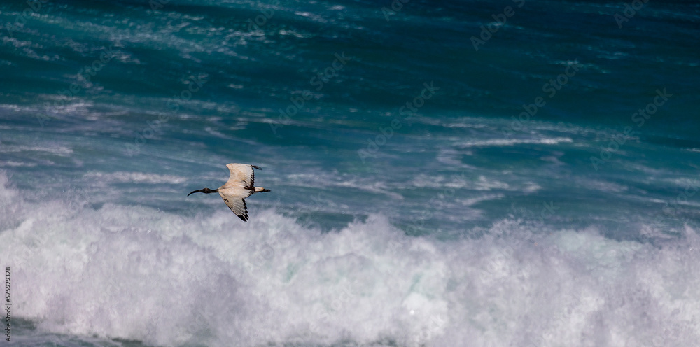Egret bird flying above surf waves ocean