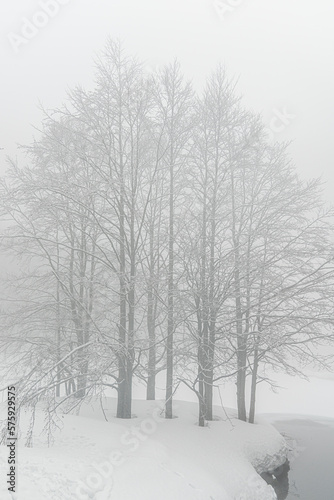 Wallpaper Mural trees in snow Torontodigital.ca