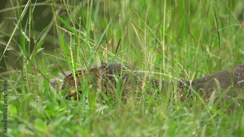 Asian Monitor Lizard Hiding Behind High Grass - Close Up Asian Monitor Lizard Hiding Behind High Grass - Close Up
