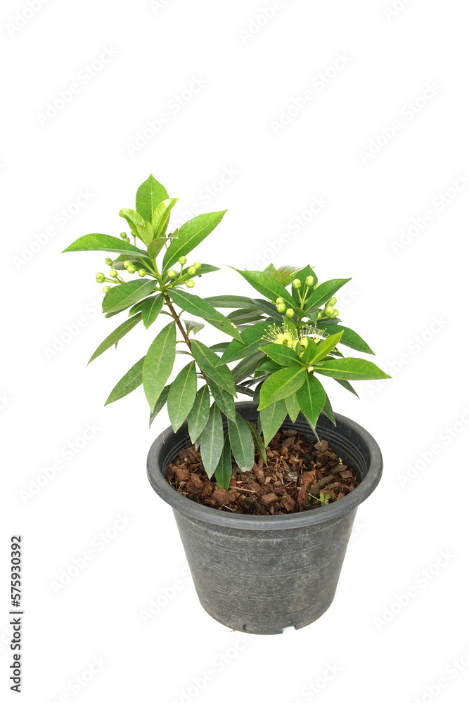 Fototapeta premium Xanthostemon Chrysanthus isolated on white background