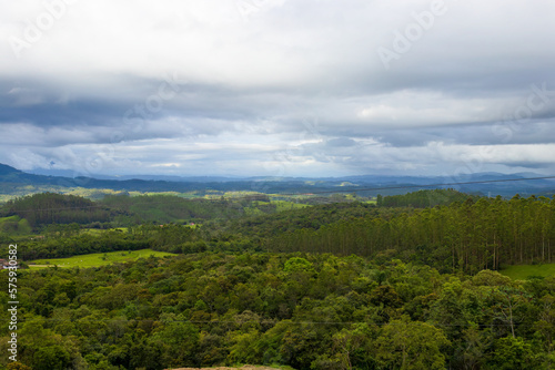 forest in the mountains