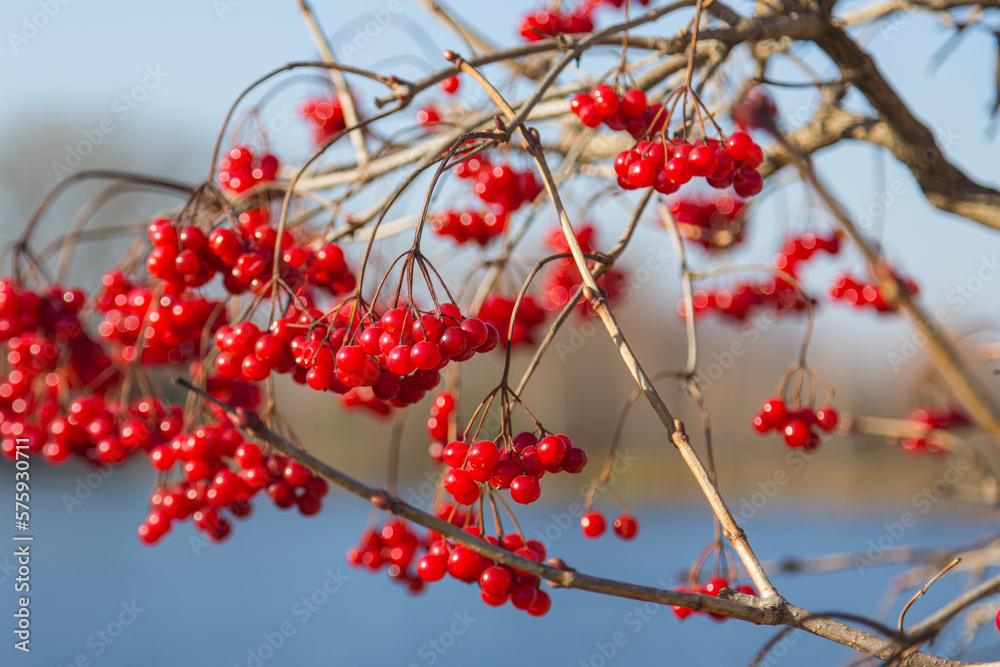 Red rowan berries on a tree in autumn.Rowan on a branch. Red rowan. Rowan berries on rowan tree. Sorbus aucuparia. Red rowan berries on a tree in autumn.Rowan on a branch. Red rowan. Rowan berries on rowan tree. Sorbus aucuparia.