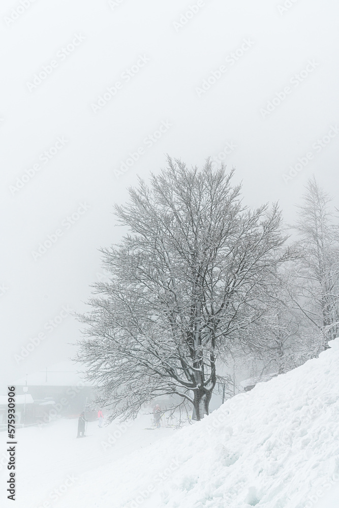 Obraz premium tree in snow