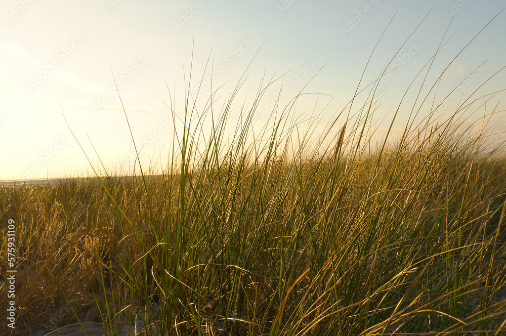 Grass on a dune on the coast at sunset. Nature photo during a hike on the Baltic Sea Grass on a dune on the coast at sunset. Nature photo during a hike on the Baltic Sea