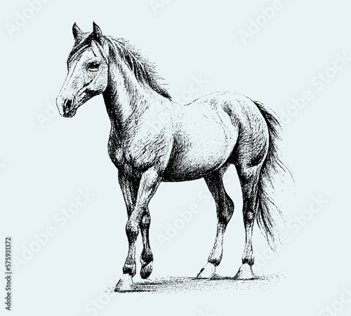 The horse is drawn in pencil isolated on a blue background. Engraved drawing. Black and white style. Horse, mare, foal. In full growth. Doodle. Vector illustration