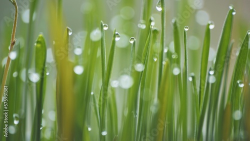 Young sprouts of grass with dew. Close-up view.
