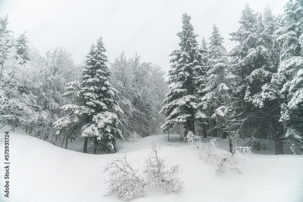 Fototapeta premium snow covered trees in the forest