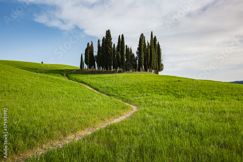 Landscape in San Quirico d Orcia  Tuscany  Italy. Tuscany cypresses.