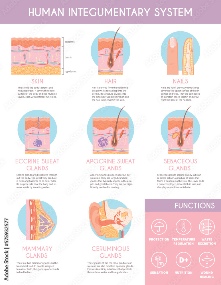 Human Integumentary System Infographics Poster Stock Vector Adobe Stock human-integumentary-system-infographics-poster-stock-vector-adobe-stock