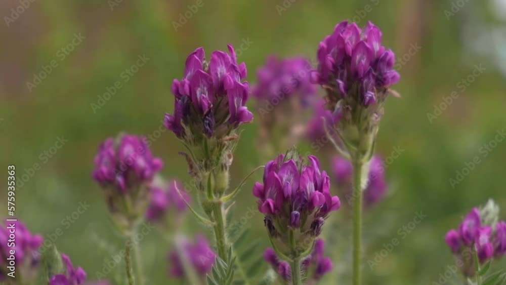 close up of oxytropis lambertii in a spring meadow. flowering heads of lilac flowers on a grassy background of a green field. the wind slowly sways the purple flowers. selective focus. close up of oxytropis lambertii in a spring meadow. flowering heads of lilac flowers on a grassy background of a green field. the wind slowly sways the purple flowers. selective focus.