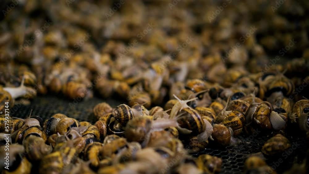 White snails with black and yellow shells crawling in sunlight indoors. Escargatoire of snails growing on farm. Live camera moving back to front White snails with black and yellow shells crawling in sunlight indoors. Escargatoire of snails growing on farm. Live camera moving back to front