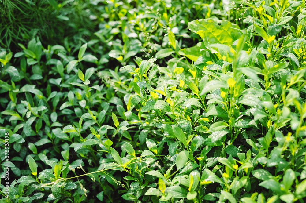 A beautiful herb garden is covered with morning dew. Home garden after a summer rain. A beautiful herb garden is covered with morning dew. Home garden after a summer rain.