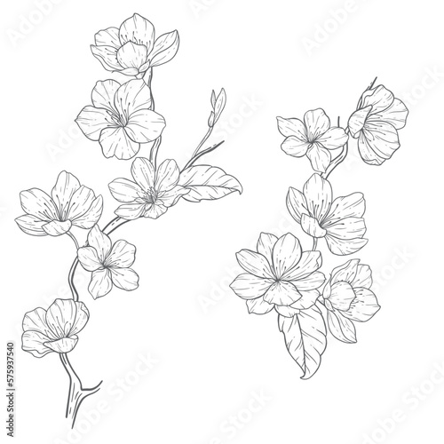 Floral Line Art  Sakura Flower Outline Illustration Set. Hand Painted Doodle Flowers. Perfect for wedding invitations  bridal shower and floral greeting cards. Black and white stencil flowers isolated