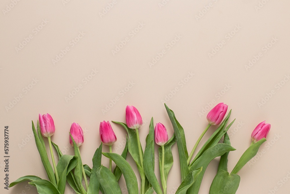 Spring Backdrop with pink tulip flowers on beige background. Minimal march concept. Space for text. Spring Backdrop with pink tulip flowers on beige background. Minimal march concept. Space for text.