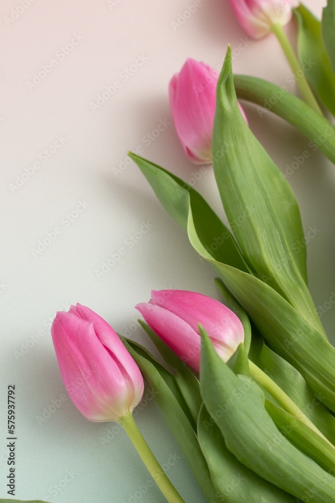 Fototapeta premium Backdrop with magenta tulips for cosmetic brand. Spring minimal concept.