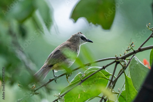A yellow vented bulbul Pycnonotus goiavier searching for food on a starfruit tree branch with bokeh background  photo