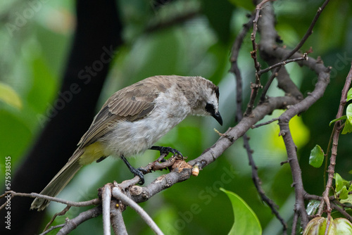 A yellow vented bulbul Pycnonotus goiavier searching for food on a starfruit tree branch with bokeh background  photo