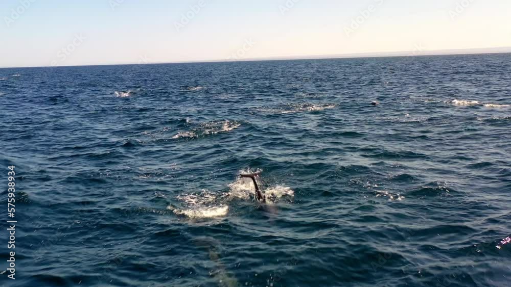 Aerial: Drone Shot Of Pod Of Dolphins Jumping In Sea Against Clear Sky - Oranjestad, Sint Eustatius Aerial: Drone Shot Of Pod Of Dolphins Jumping In Sea Against Clear Sky - Oranjestad, Sint Eustatius