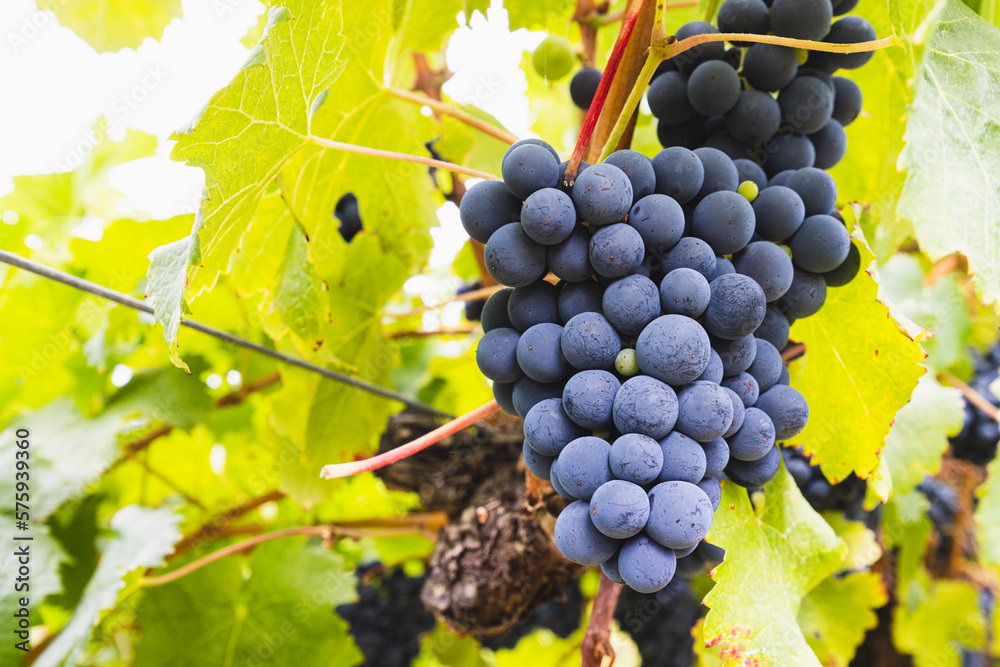 Fototapeta premium Yarra Valley Grape Vines in Australia