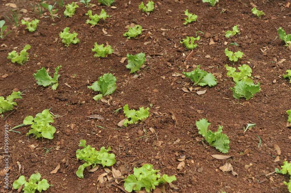 horta com saladas horta com saladas