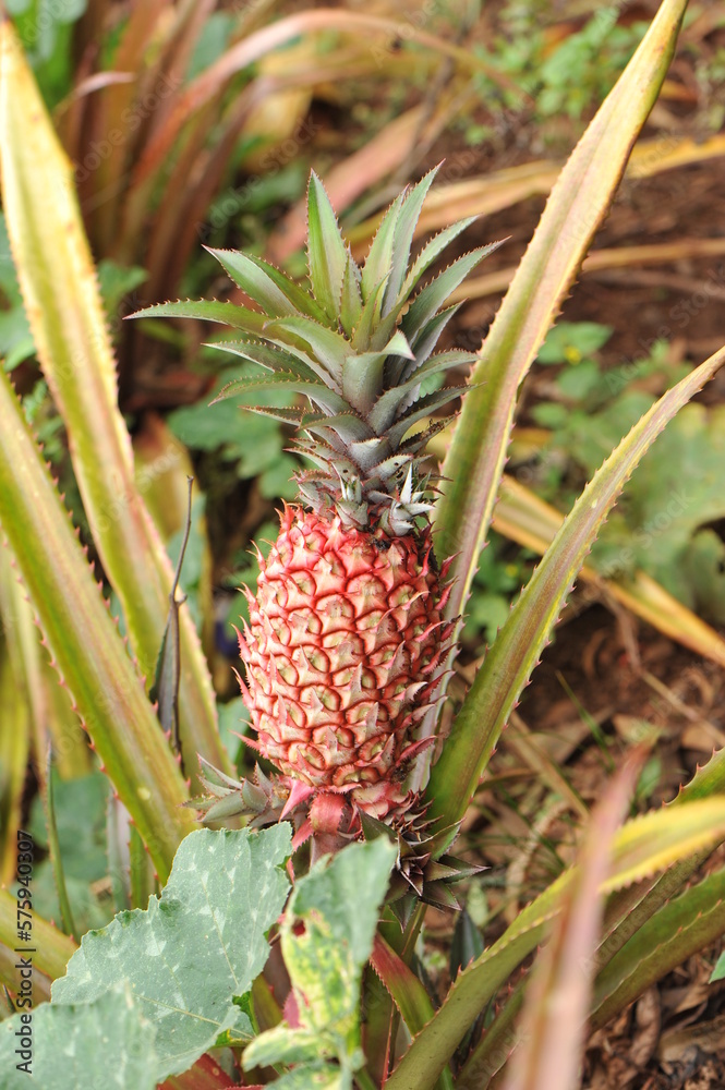 abacaxi fruta  tropical 