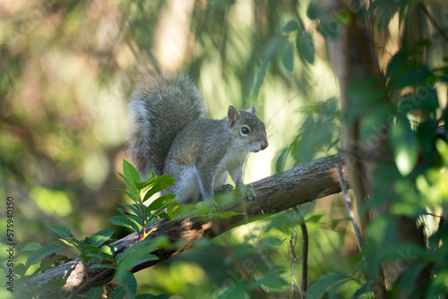 Beautiful wild gray squirrel in Florida shrubs