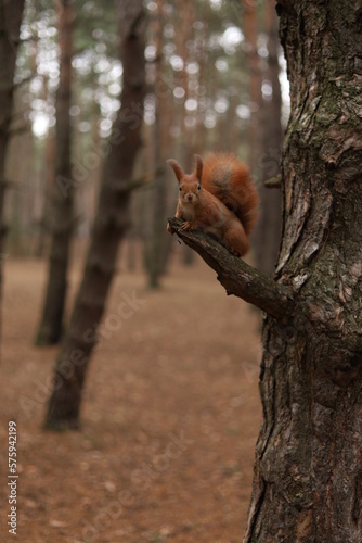 squirrel on a tree © Zoya Makarova