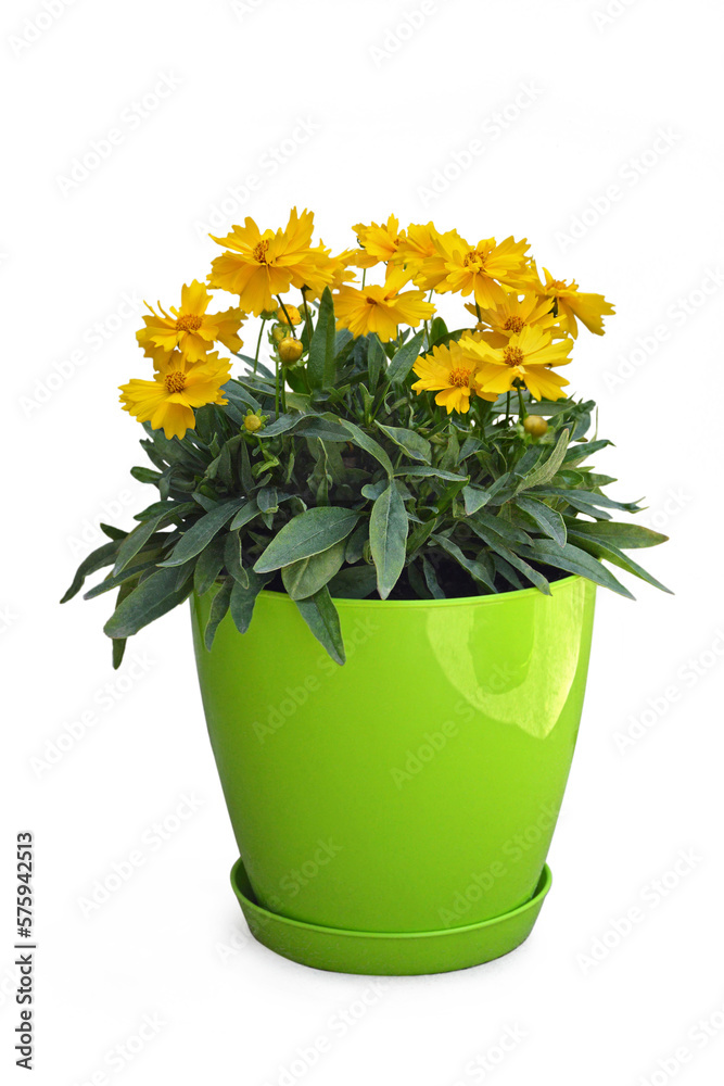 Coreopsis grandiflora flower plant in the pot isolated on white background