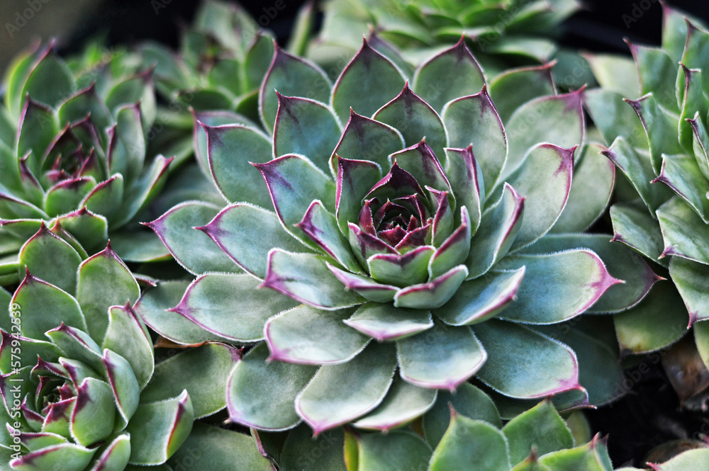 Houseleek or Sempervivum succulent growing in the garden Houseleek or Sempervivum succulent growing in the garden