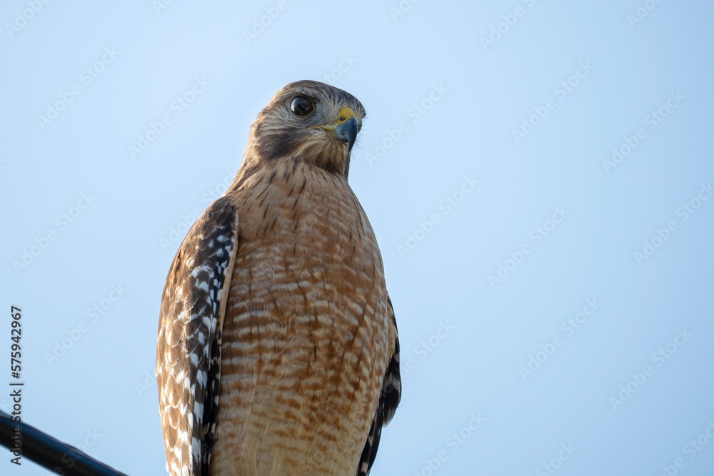The red-shouldered hawk bird perching on electric cable looking for prey to hunt The red-shouldered hawk bird perching on electric cable looking for prey to hunt
