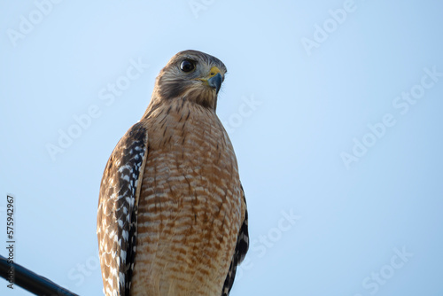 The red-shouldered hawk bird perching on electric cable looking for prey to hunt