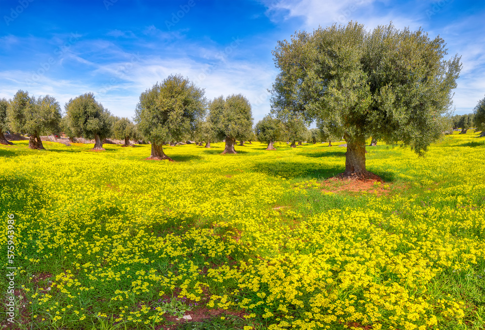 Plantation with many old olive trees and yellow blossoming meadow. Plantation with many old olive trees and yellow blossoming meadow.
