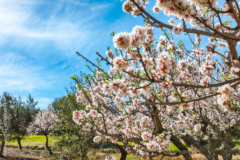 Beautiful white almond flowers on almond tree branch in spring Italian garden, Sicilia.