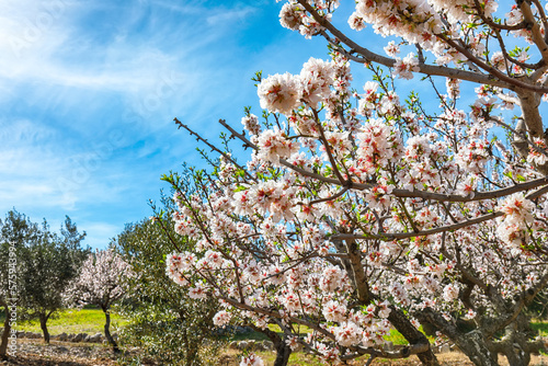 Obraz na płótnie Beautiful white almond flowers on almond tree branch in spring Italian garden, Sicilia. w salonie