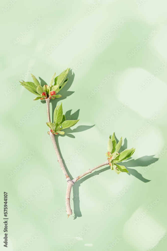 Obraz premium Top view green leaf at sunlight in minimal style on pastel green background with sunny highlight. Natural tree branch with new spring leaves, monochrome photo, botanical design, spring flat lay