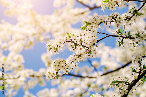Plum spring flowers