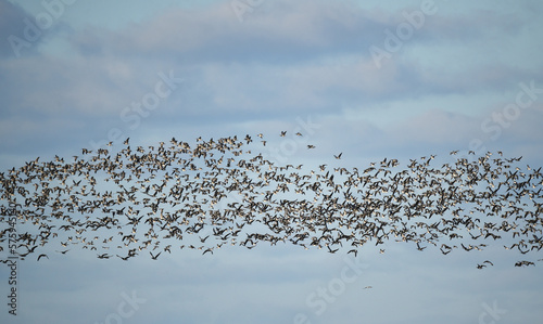 Gänseschwarm am Wattenmeer 