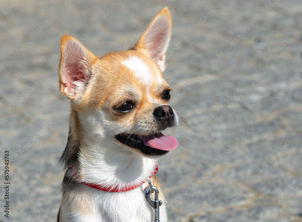 dog head closeup very expressive chihuahua breed