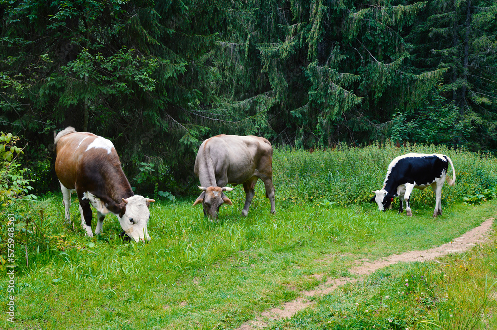Naklejka premium Cows and bull graze in a meadow. Dense coniferous forest in the background.